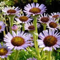 Erigeron  'Four Winds'
